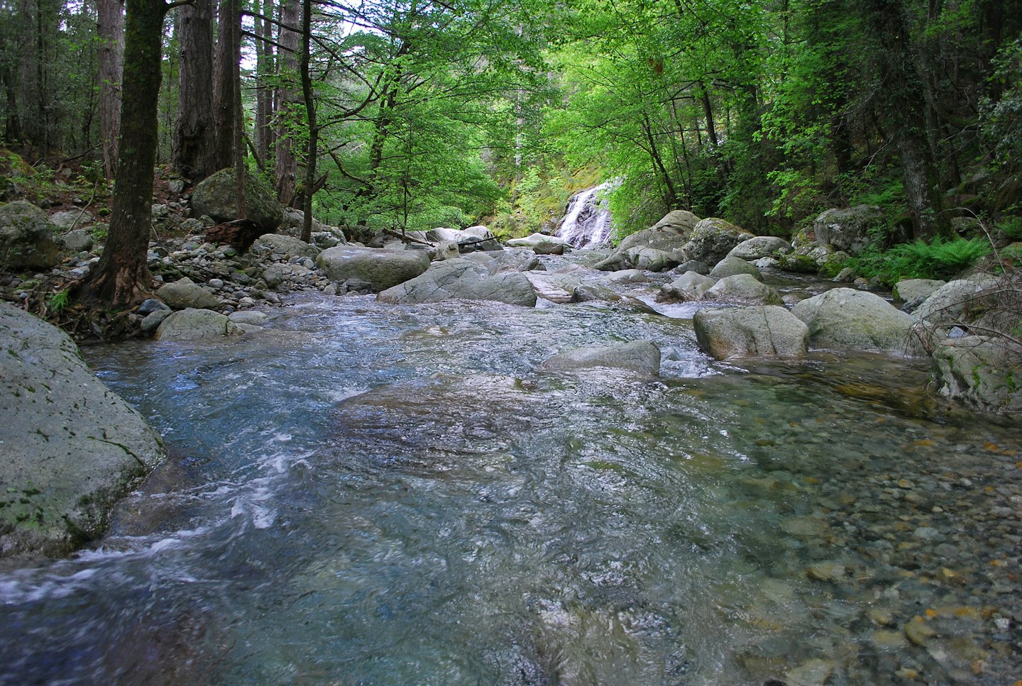 Un ruscello limpido scorre su rocce in una foresta lussureggiante.