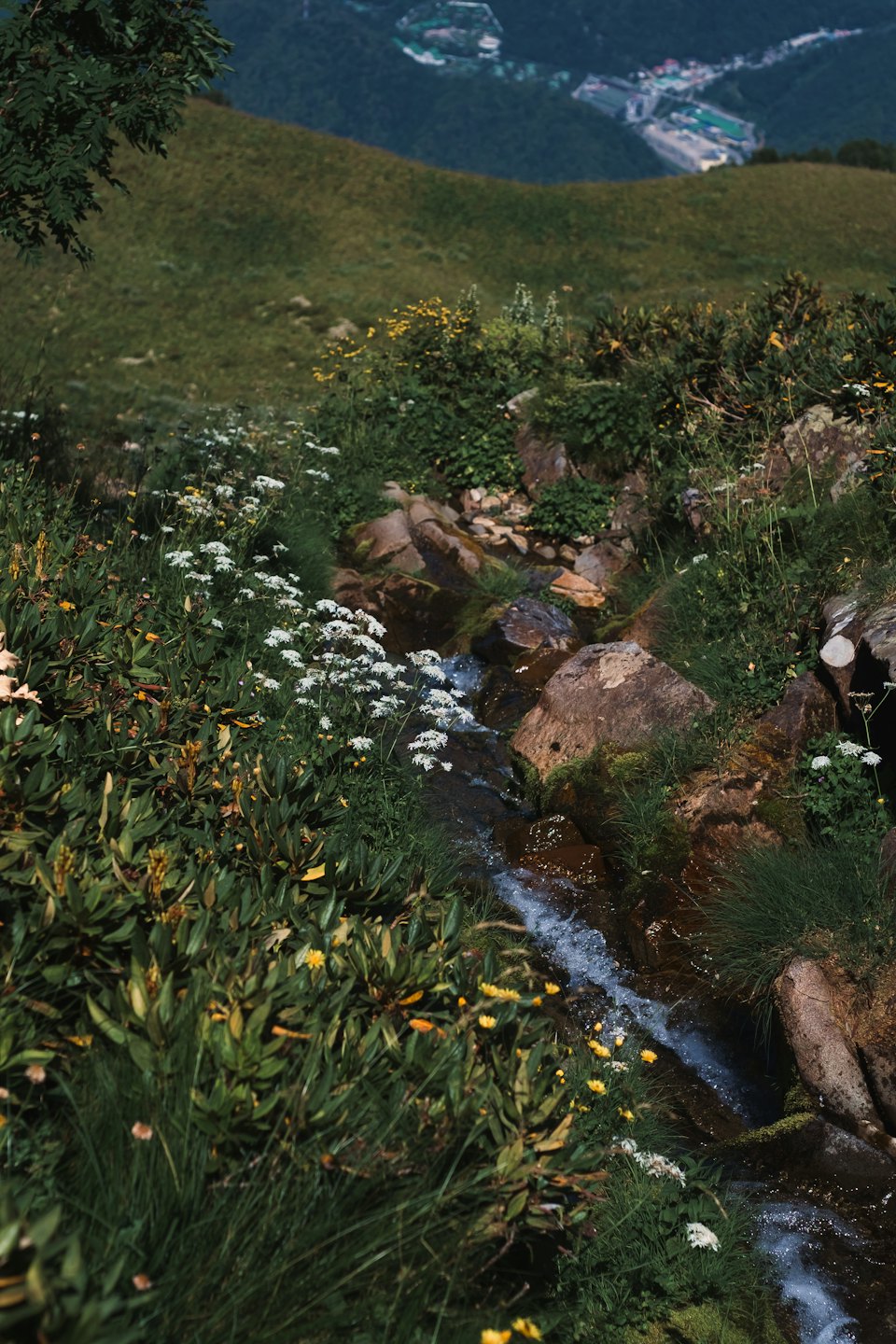 Un ruscello di montagna scorre attraverso un paesaggio erboso con fiori di campo.