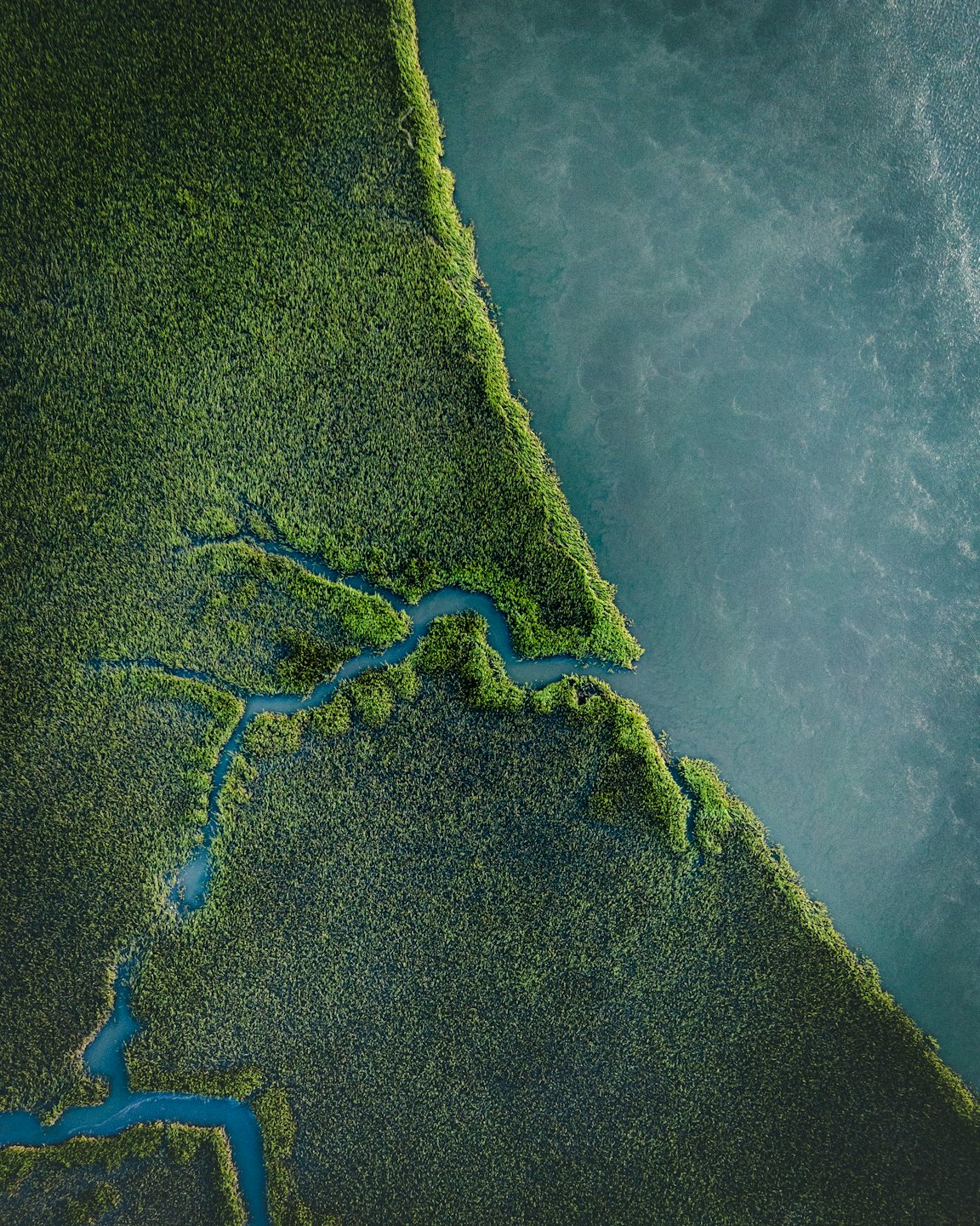 Vista aerea di vegetazione verde accanto ad acqua blu-verde con corsi d'acqua tortuosi.