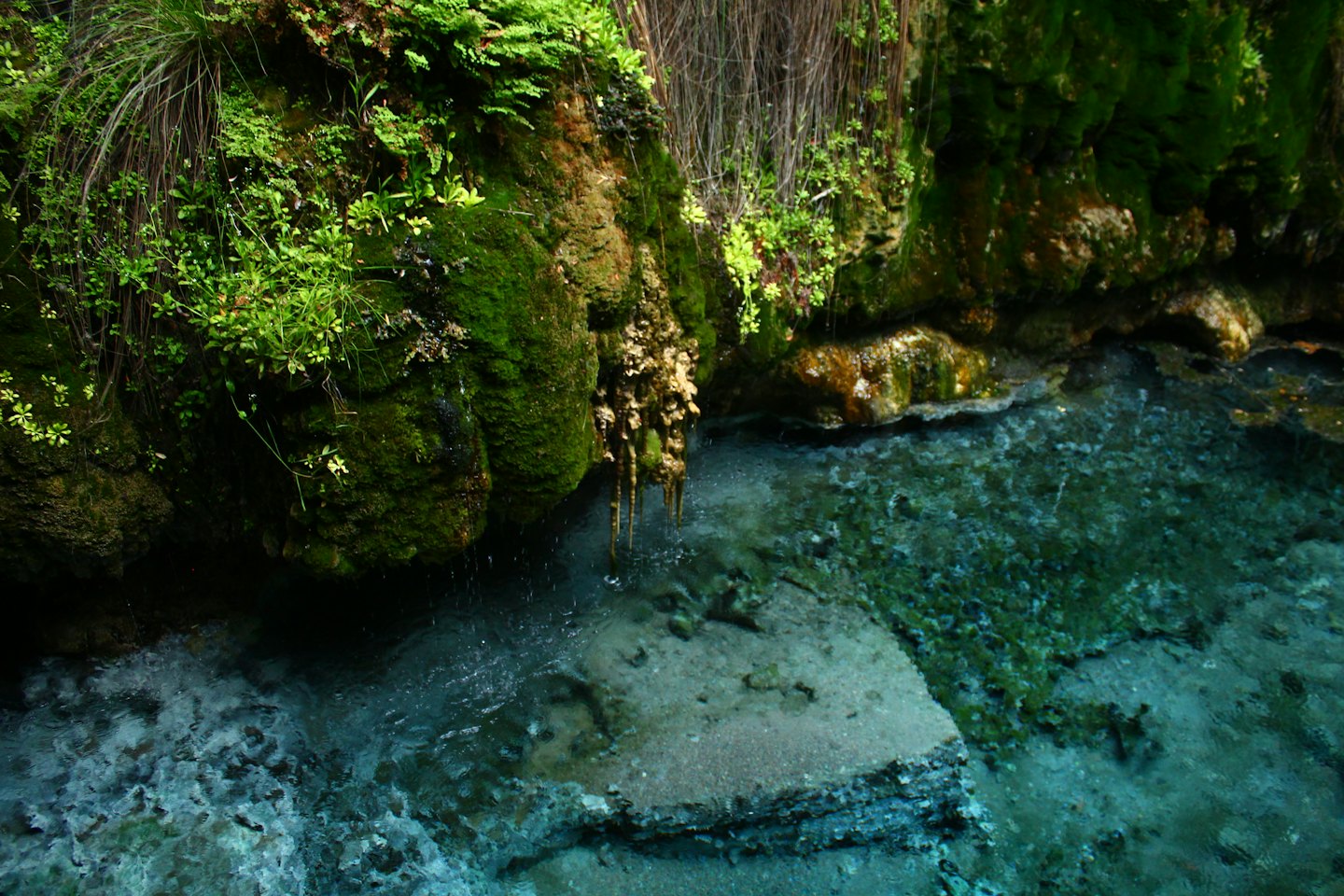 Acqua limpida scorre su rocce muschiose in una sorgente naturale.