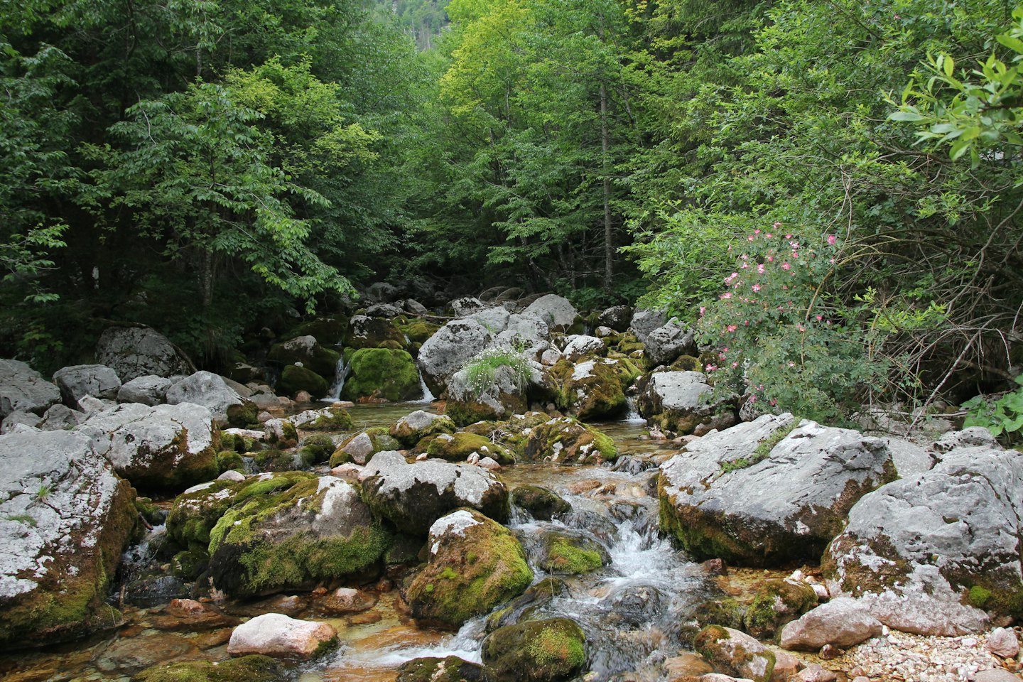 Un ruscello roccioso scorre attraverso una lussureggiante foresta verde.